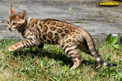 Traumhafte Bengalkatzen der neuen Zuchtgeneration