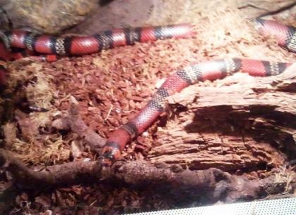 1, 1 Lampropeltis Hondurensis Triangulum, ggf. mit Terr.