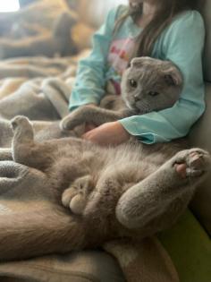 Scottish Fold Kater Deckkater lilac