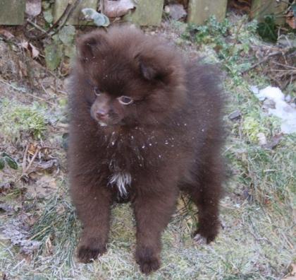 Hübsche Pomchi Zwergspitz Kleinspitz Welpen in creme und schoko