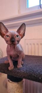 Sphynx Kitten suchen noch ein Zuhause