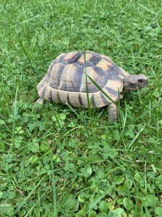 Testudo Marginata Breitrandschildkröte NZ2009 männlich