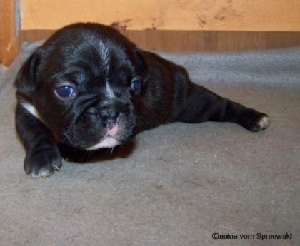 French Bully Welpen vom Spreewald