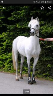 DR Deutsches Reitpony Hengst von Renoir Schimmel