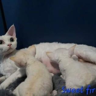 Devon rex Babys, die Eltern sind getestet auf gen Erbkrankheiten