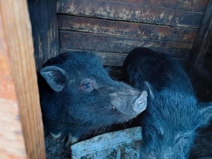 Schweine zu verkaufen