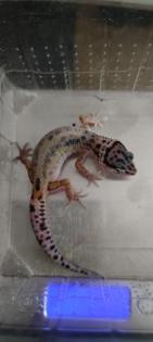 Leopardgecko Weibchen NZ 2021