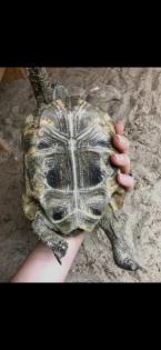 Maurische Landschildkröten