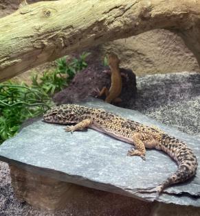 Leopardgeckos