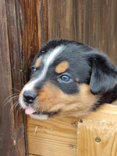 Welpen Appenzeller Sennenhund