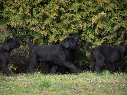 Riesenschnauzer Welpen von der Maiburg