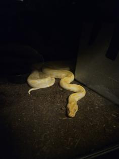 Albino Tigerpython 4 Jahre alt zu Verkaufen