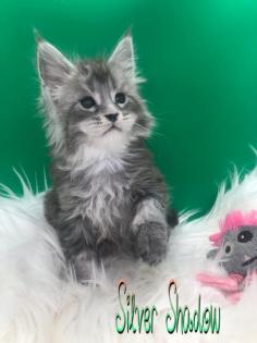 Typvolle Maine Coon Katerchen in Silver