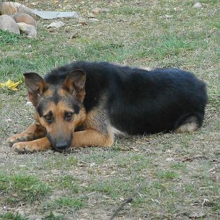 Luna sucht ein Zuhause