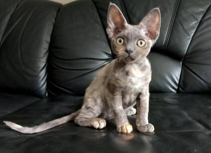 Devon Rex Mädchen Juni. 23