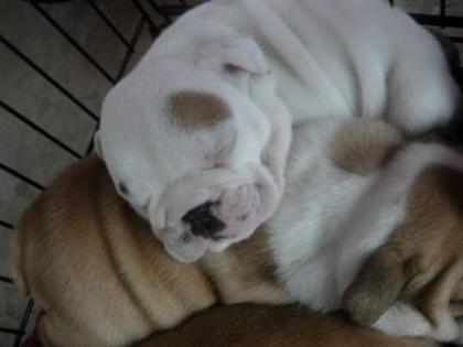 Schöne englische Bulldogge Hündchen für Annahme.