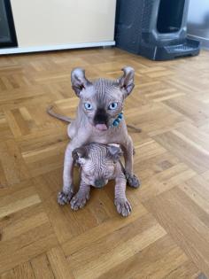 Canadische Sphynx