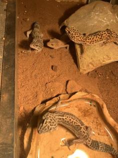 Terrarium mit 6 Leopardgeckos