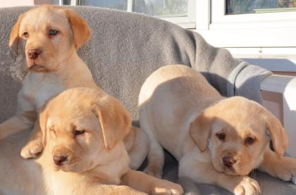 Labrador Welpen in braun und blond