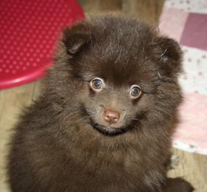 Hübsche Pomchi Zwergspitz Kleinspitz Welpen in creme und schoko