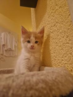 Reinrassige Maine Coon Kitten