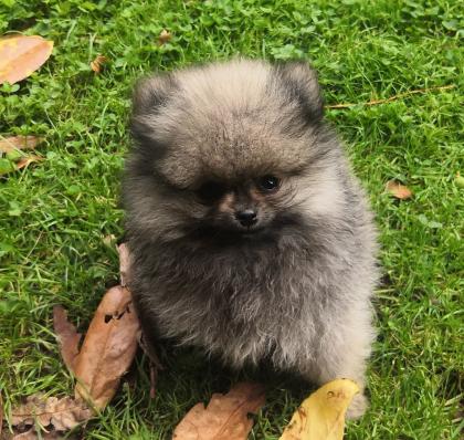 Pomeranian / Zwergspitz Welpen mit Stammbaum suchen ein neues Liebevolles zuhause