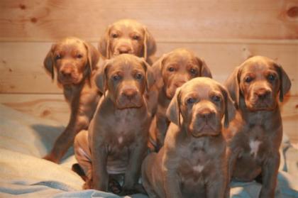 Prächtige Weimaraner-Welpen abzugeben