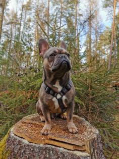 Französische Bulldogge