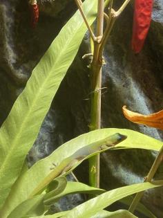 Zwei Goldstaub Taggeckos Phelsuma laticauda zu verkaufen