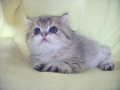 Wunderschöne Exotic Shorthair Kater golden m Stammbaum Durchgeimpft lieb u vers