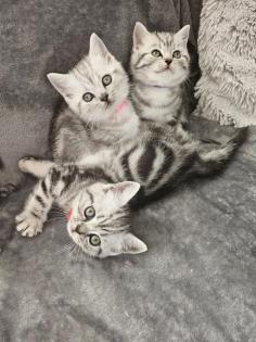 BKH Silver Tabby Kitten Reinrassig