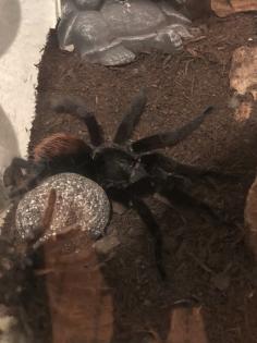 Vogelspinne Brachypelma vagans