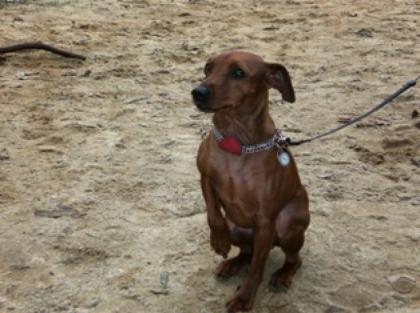 Zwergpinscher sucht neues zu Hause