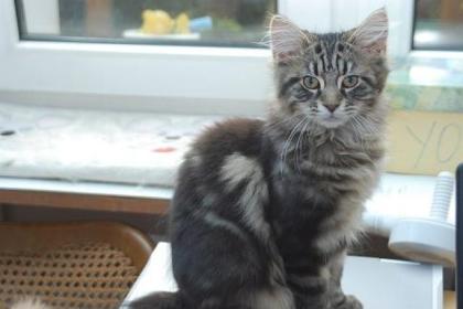 Maine Coon Racker Otto mit Papieren sucht.