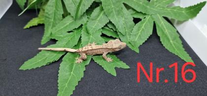 Correlophus ciliatus Kronengeckos 0. 0. 12