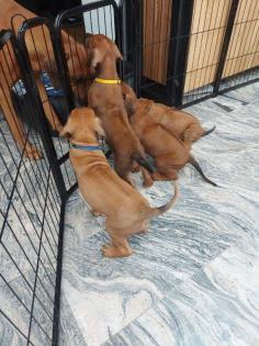 Rhodesian Ridgeback Welpen