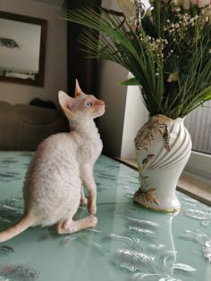 Wunderschönen Cornish Rex Lockenkatzen