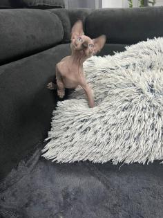 Sphynx Kitten/Katzen