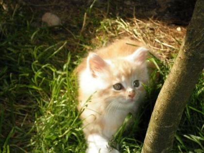 Maine Coon Kätzchen