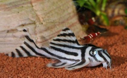 L046 Hypancistrus Zebra