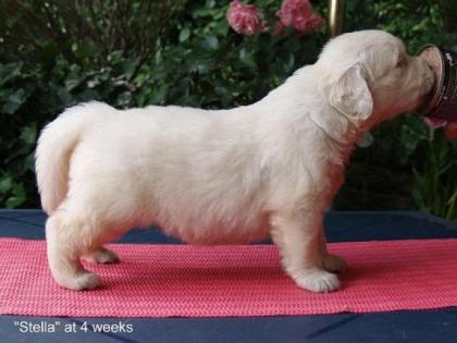 Golden Retriever Welpen