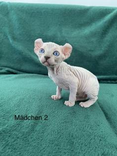 Süße Canadian Sphynx Kitten