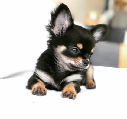 Stubenreiner Chihuahua Black Tan