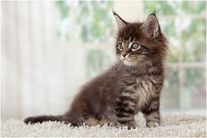 Maine Coon Kitten Wir sind 5 wunderschöne reinrassige Maine Coon