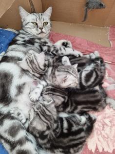 BKH Silver Tabby Kitten Reinrassig