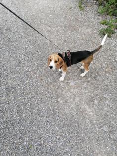 Beagle zu verkaufen mit Zubehör