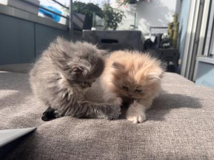 Wunderbare Perser Kitten suchen liebevolle Familien