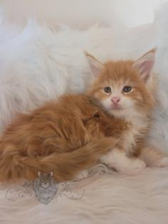 Wundervolle Maine Coon Kitten