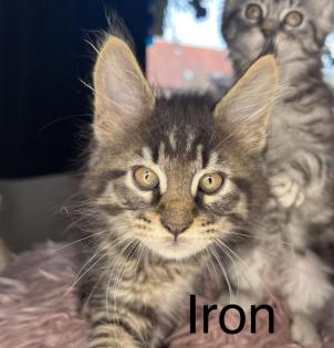 Maine coon kitten