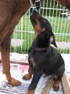 Dobermann-Welpen schwarz geb. 07. 06. 2021